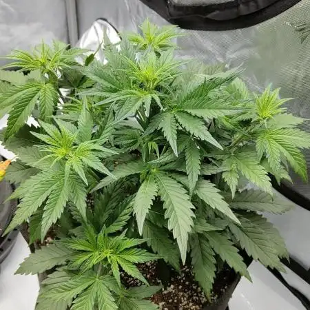 First grow in the new setup