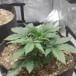 First grow in the new setup
