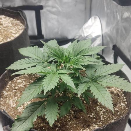 First grow in the new setup