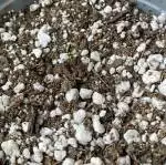 Here We Grow Again 