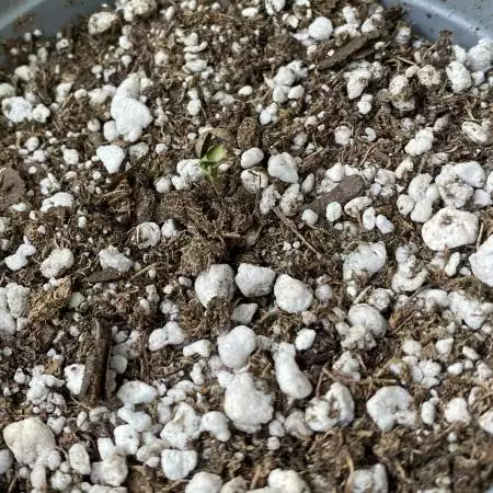 Here We Grow Again 