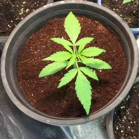 Woods Girl Scout cookies grow
