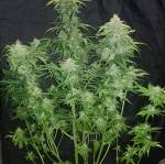 Jack herer & blue dream Auto Fastbuds