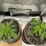 Auto BB grow
