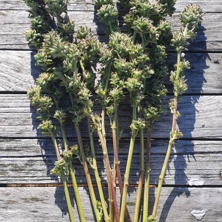 Outdoor Blue Gelato 41 