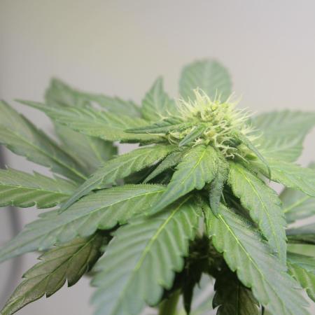 Red Hot Cookies || Organic Stealth Cabinet