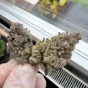 Humbud 