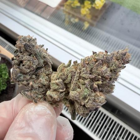 Humbud