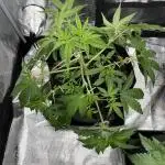 Humbud 