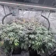Humbud