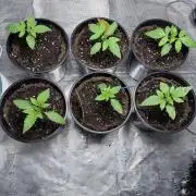 Persian Files