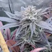 Humbud