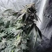 Humbud 