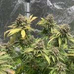 Jungle Beast