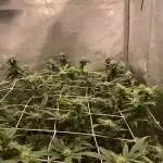 Unknown bag seeds #1