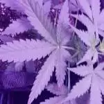 1st Grow Skunk#1