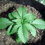 Mystery Mephisto 1