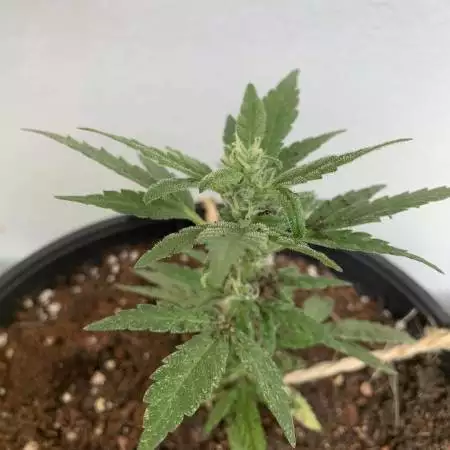 Auto Brothers: Mimosa and Northern Light