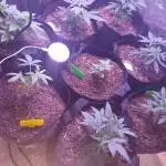 First Batch