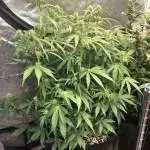 Strawberry Cheesecake by Seedsman
