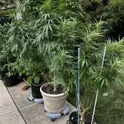 Pineapple Muffin Outdoor - Summer 2026