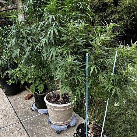 Pineapple Muffin Outdoor - Summer 2026