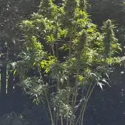 Pineapple Muffin Outdoor - Summer 2026