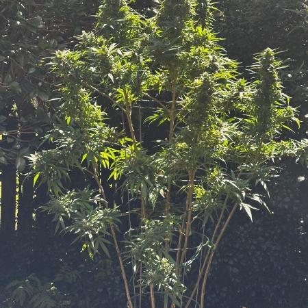 Pineapple Muffin Outdoor - Summer 2026