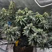 Doug's Varin - Small Tent Summer 2026