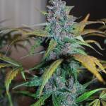 FastBuds LSD-25