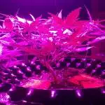 Tropicana Cookies auto