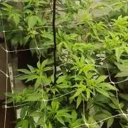 Tepache and Cheeta Piss- Coco Growroom