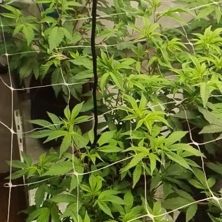 Tepache and Cheeta Piss- Coco Growroom