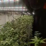 Tepache and Cheeta Piss- Coco Growroom