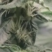 Tepache and Cheeta Piss- Coco Growroom