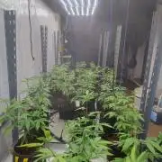 Tepache and Cheeta Piss- Coco Growroom