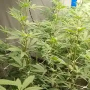 Tepache and Cheeta Piss- Coco Growroom