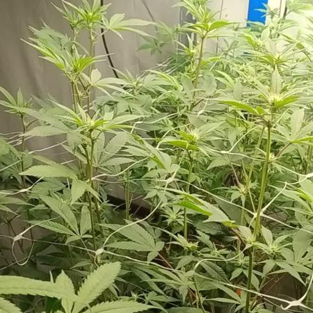 Tepache and Cheeta Piss- Coco Growroom