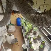 Tepache and Cheeta Piss- Coco Growroom