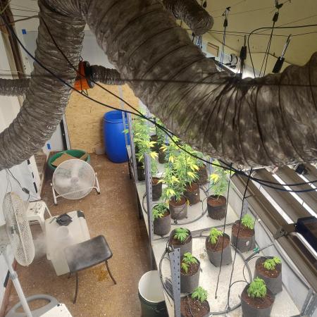 Tepache and Cheeta Piss- Coco Growroom