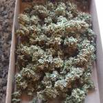 Lsd Auto Barney's Farm Outdoor