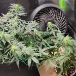 Gamer weed attempt 1