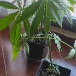 exotic seed exterior 1 