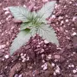 Sour Diesel Autoflower