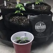 Crockett’s Tangie 2021