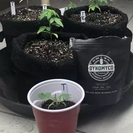 Crockett’s Tangie 2021