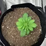 4th Grow
