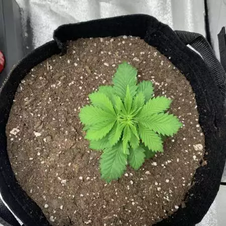 4th Grow