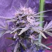 Indoor - random seeds