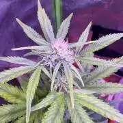 Indoor - random seeds